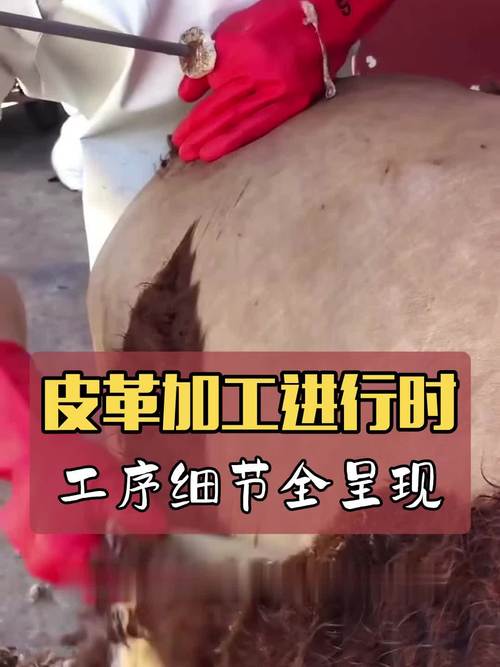 皮革加工全过程解说 从生皮到成品的蜕变之旅